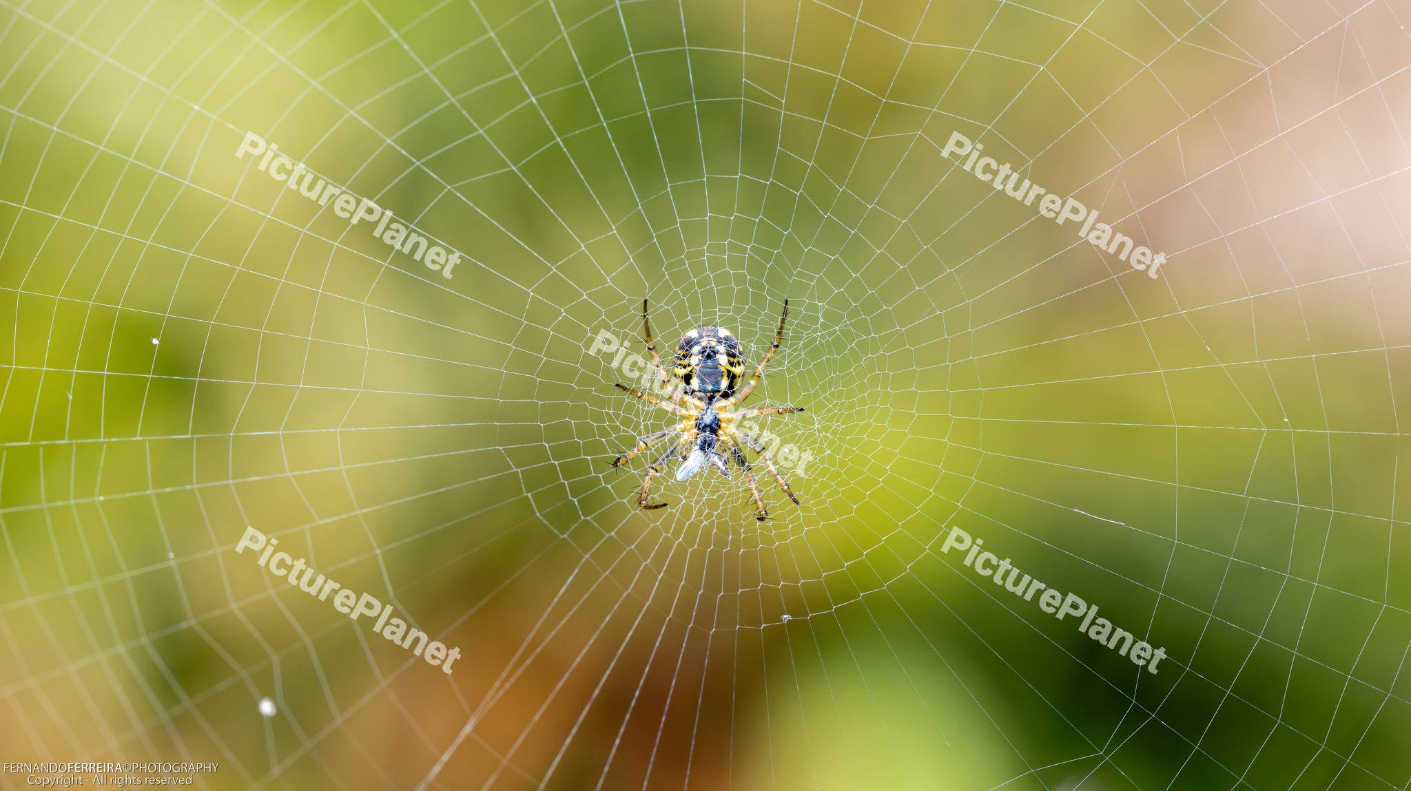 Spider in its web